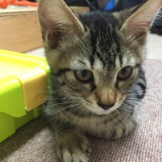 おっとりとした女の子です。