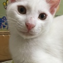 白猫男の子です！