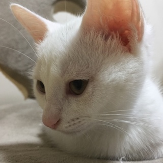 白猫女の子です。