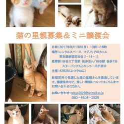 猫の里親募集＆ミニ譲渡会