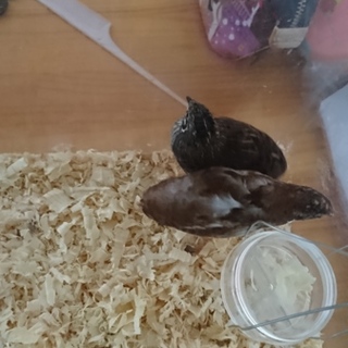 ヒメウズラ里親募集中