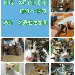 猫の譲渡会 三重県名張市