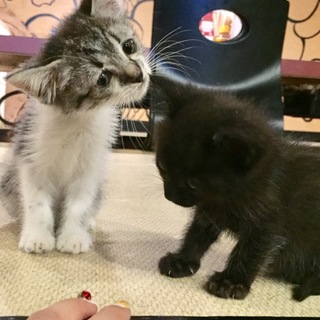 いたずらっ子タレ目君&甘甘甘えた黒チビ君