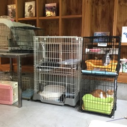 青梅の里山で癒しの里親会 サムネイル3