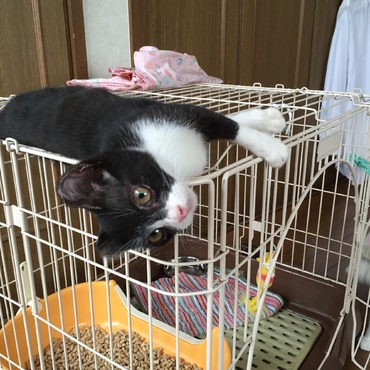 お転婆娘　━━━━Σ(ﾟдﾟ；)━━━━!!　