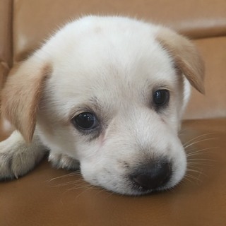 保健所から引き出した子犬NO.２