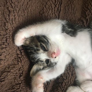 子猫の里親募集 -岐阜-