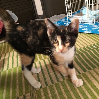 里親を探しています