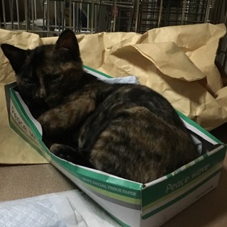 性格グッド☆穏やかな美猫ベルちゃん