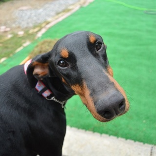 小さいドーベルマン ♂ 去勢済 テン太