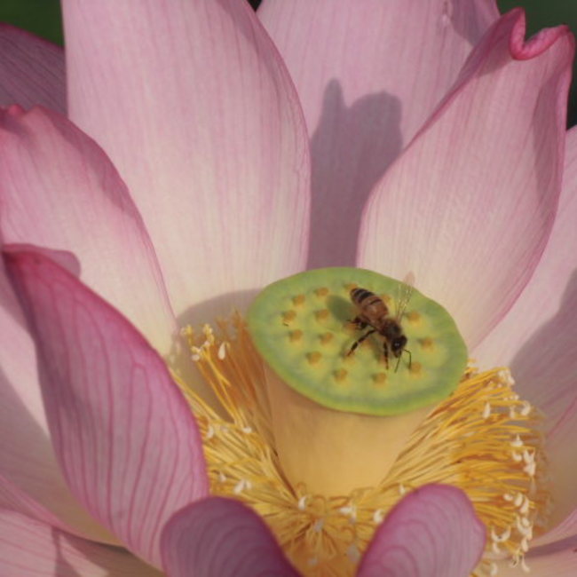 kamemamaのカバー写真