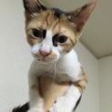 後追いする可愛い三毛猫のアナちゃん