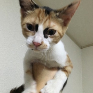 後追いする可愛い三毛猫のアナちゃん