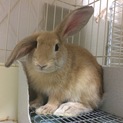 【トライアル決定】フレッドくん(ミニウサギ)