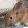 【トライアル決定】フレッドくん(ミニウサギ) サムネイル2
