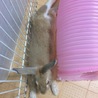 【トライアル決定】フレッドくん(ミニウサギ) サムネイル3