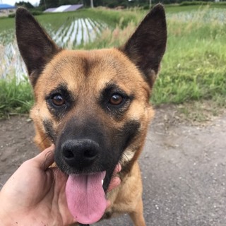 ハッツ♂里親募集です！