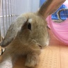 【トライアル決定】フレッドくん(ミニウサギ) サムネイル5