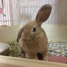 【トライアル決定】フレッドくん(ミニウサギ) サムネイル6