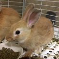 【決定】ジョージくん/ミニウサギ