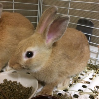 【決定】ジョージくん/ミニウサギ