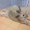 【決定】ジョージくん/ミニウサギ サムネイル2