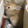 【決定】ジョージくん/ミニウサギ サムネイル4