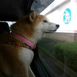 お墓参り(*´-`)