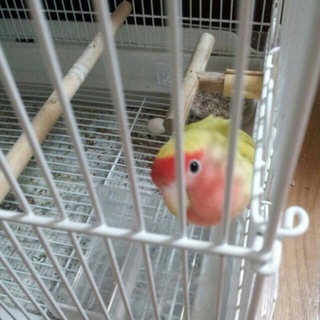 コザクラインコ 女の子 4歳