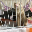 フェレット