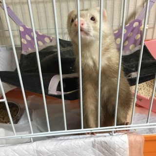 フェレット