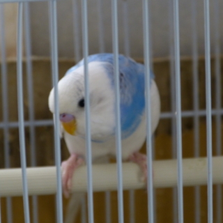 インコ好きな方、育てて下さいませんでしょうか？