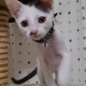 人懐こい子猫の里親募集中