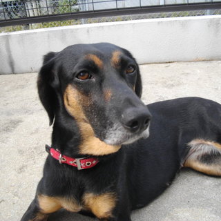 里親を募集しています！ ミックス 女の子