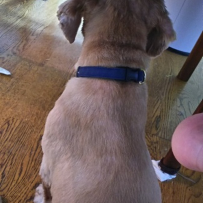 幸せ尻尾のカバー写真