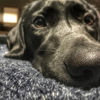 幸せに育てて頂ける方を募集してます！