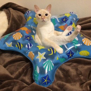 屋内で楽しそうに浮き輪に座っているはなまるは、人間でいうところの丘サーファーみたいなものじゃないかと思った夏。はなまるの気分はバカンス。青い空！白い雲！(クーラーの効いた屋内ですけれど…)