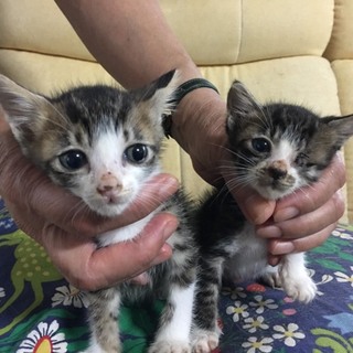 離乳したばかりの子猫です。