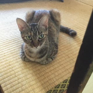 おっとりママにゃんこの新しいお家募集