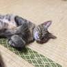 おっとりママにゃんこの新しいお家募集 サムネイル4