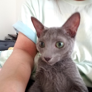 可愛がってくれる方、お願いします。