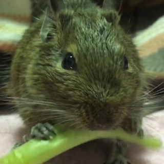 デグー(ノーマル)♂