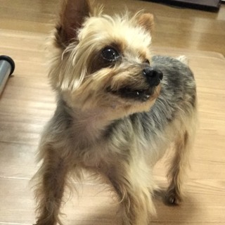 お顔の可愛いヨーキーくんです！