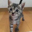 14日譲渡会参加予定の1ヶ月の子です。