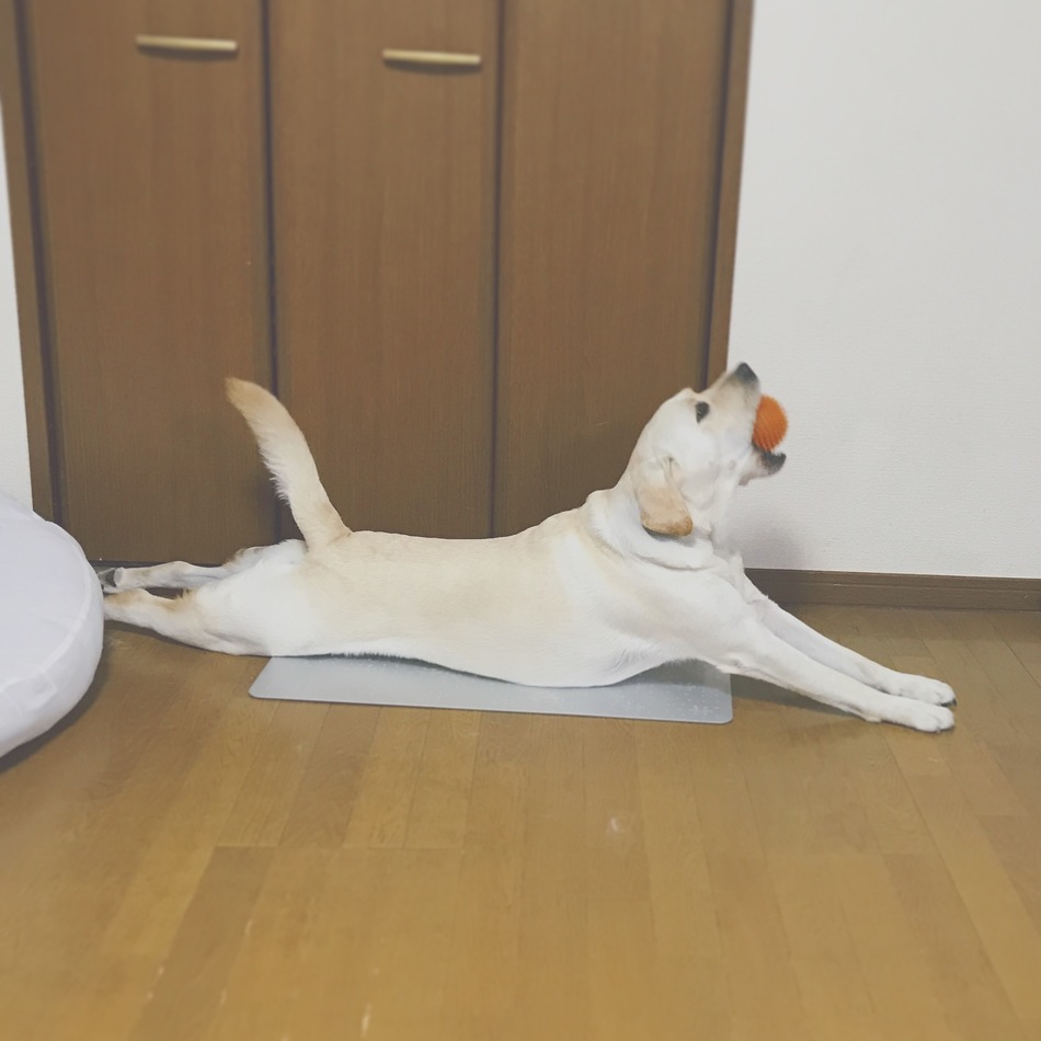 まいろのカバー写真