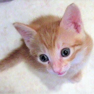 ～カトちゃん～1か月半　人馴れした茶トラの男の子　