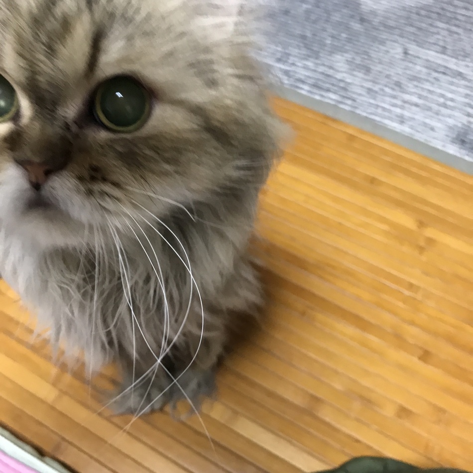 ジーちゃんのカバー写真