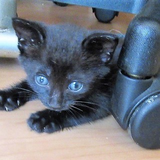 ロク君～　1か月半黒子猫