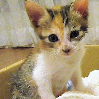 ミコ～三毛猫　ヒト馴れした1か月半女の子