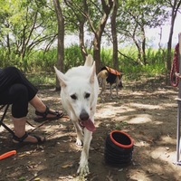 gabbyホワイトシェパード